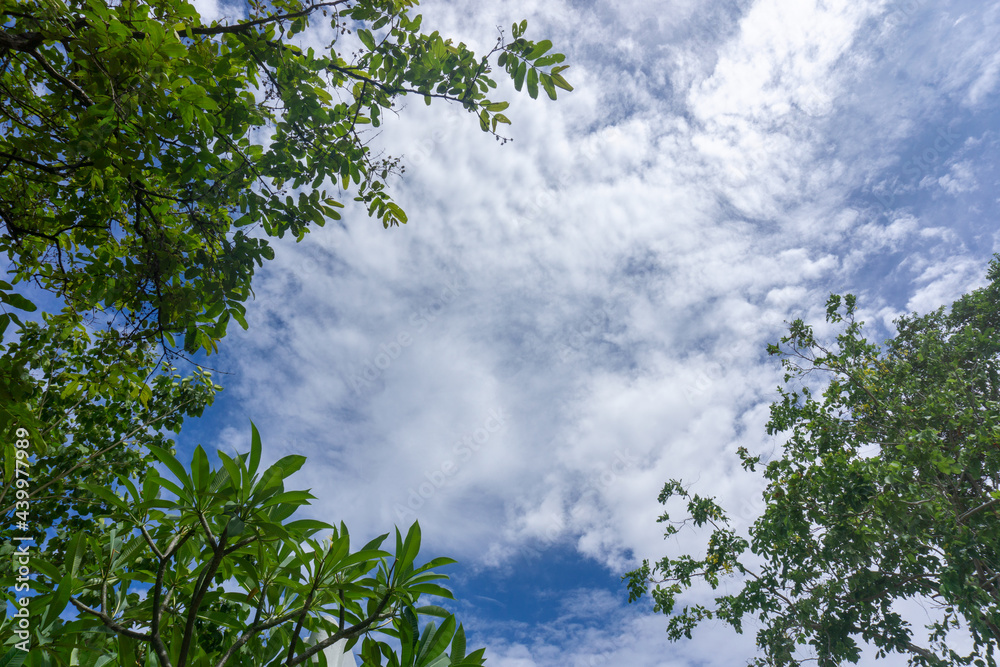 Obraz premium sky and trees