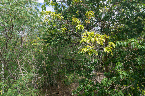 tree with leaves