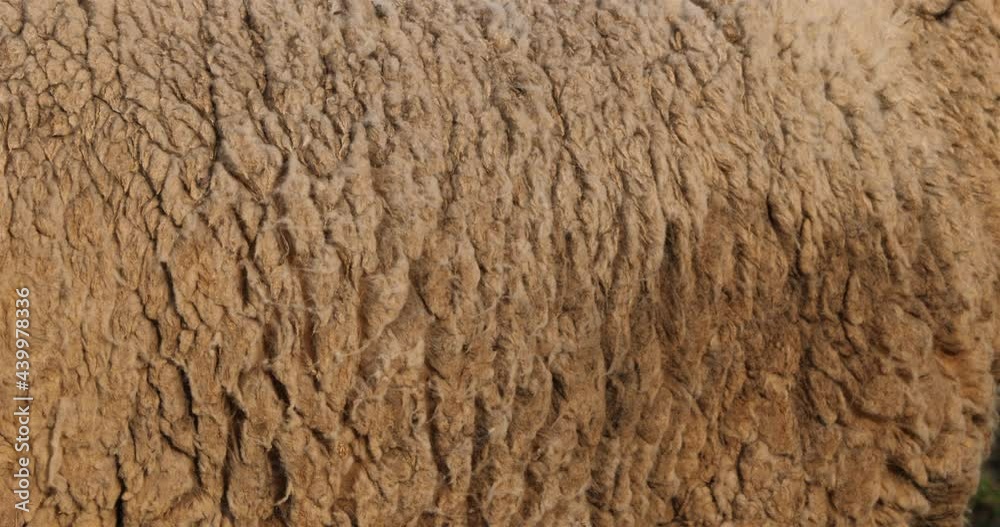 Coat of Domestic sheeps ( merinos d Arles), grazing in the vineyards, Occitanie, France Coat of Domestic sheeps ( merinos d Arles), grazing in the vineyards, Occitanie, France