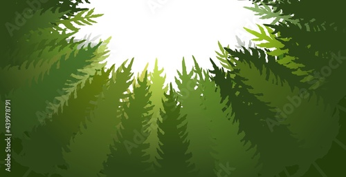 Forest silhouette scene. Bottom up view. A dark clearing among the trees. Landscape with tall plants. Beautiful view. Pines and spruces. Wild nature. Illustration vector