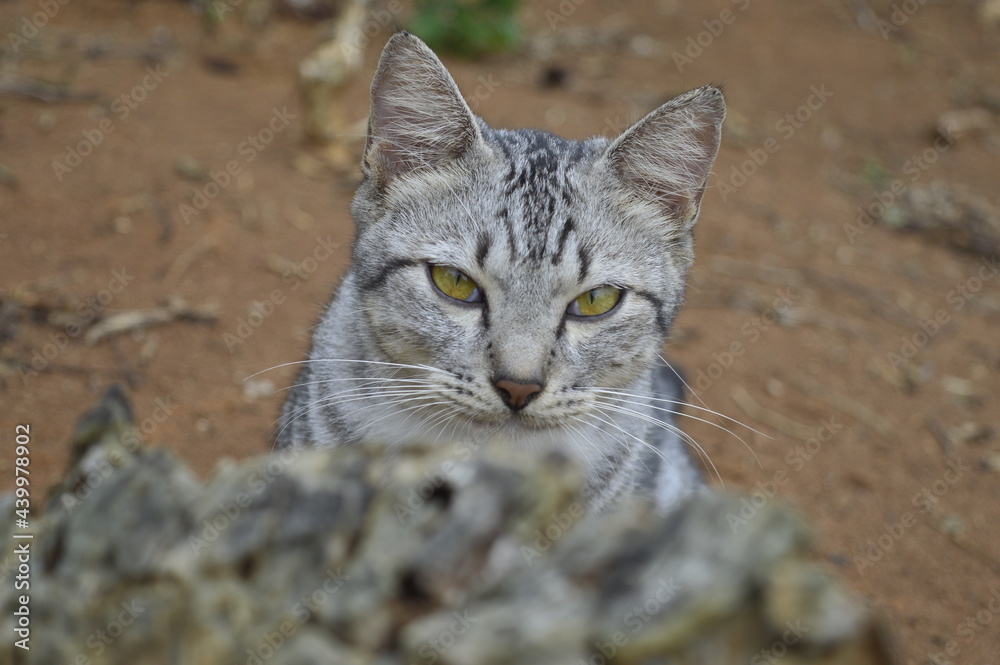 black and white striped cat