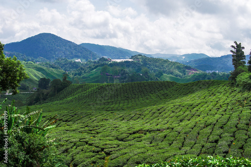 Tea plantation in Cameron highlands, Malaysia © Akmalism