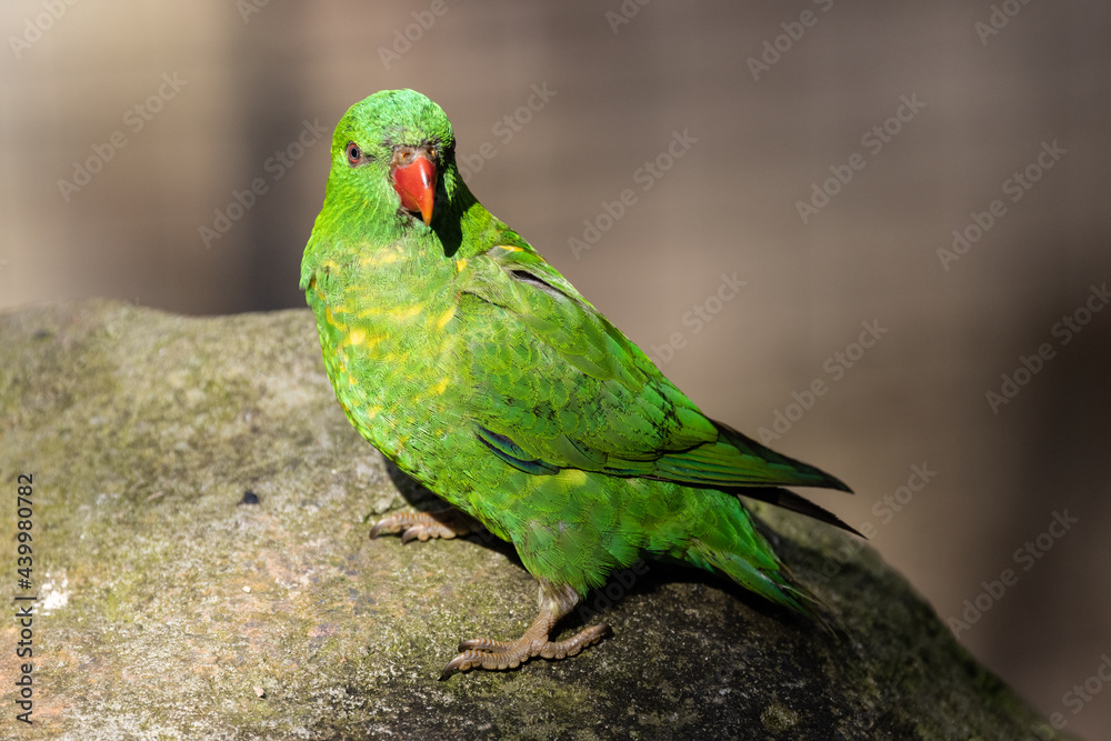 Scaly-breasted Lorikeet perched on rock