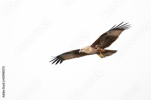 Bhraminy Kite flying close up