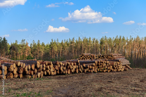 Stacked tree trunks felled by the logging timber industry in pine forest