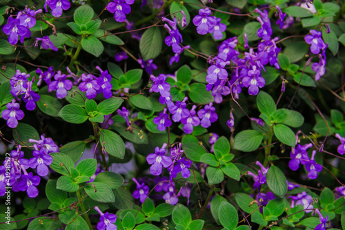 Flowers blooming in Cameron Highland Malaysia  photo are selective focus.