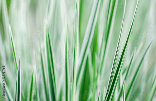 Decorative green and white striped grass. Arrhenatherum elatius bulbosum variegatum. Soft focus. Natural background.