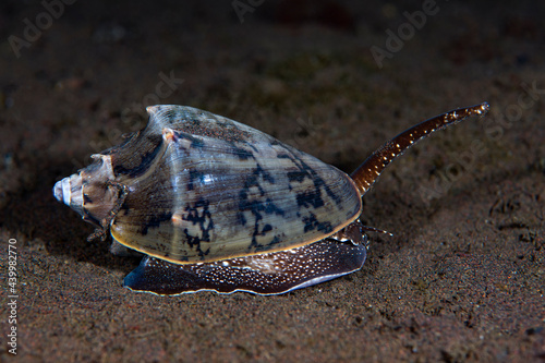 A sea snail moving on the seabed. Underwater macro life of Tulamben, Bali, Indonesia.