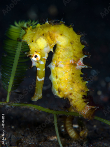 Thorny Seahorse - Hippocampus histrix. Underwater macro world of Tulamben, Bali, Indonesia. 