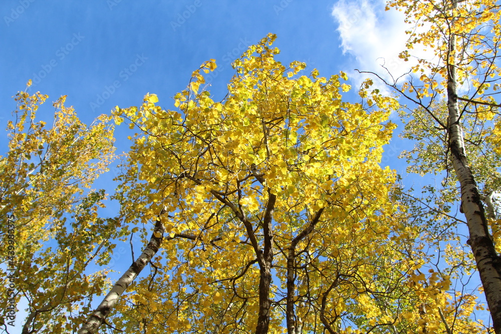 Yellow Above Us, Elk Island National Park, Alberta Yellow Above Us, Elk Island National Park, Alberta