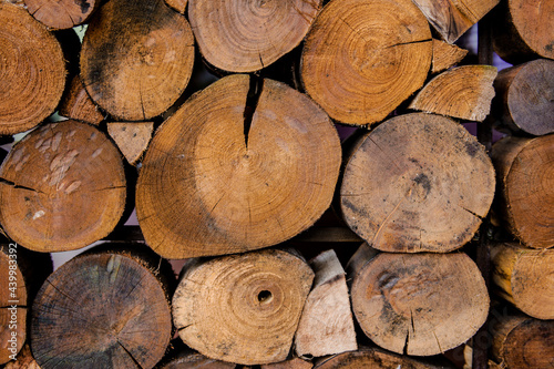 Wood texture background have many logs that cut from big tree and small tree