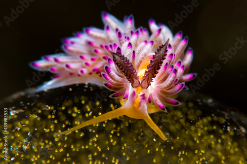 Nudibranch (sea slug) - Favorinus mirabilis feeding on eggs of another sea slug. Underwater macro life of Tulamben, Bali, Indonesia.