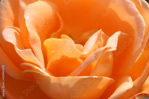                                                          A very beautiful pale orange rose flower.