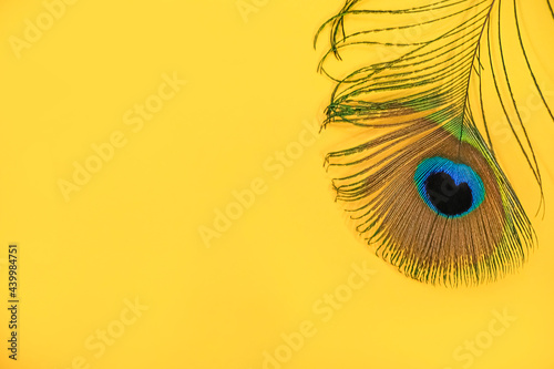 A peacock feather on a yellow background, seen from above, lay flat. Bright rich color background, with a beautiful peacock feather. Fashionable bright colors. Space for text. High quality photo