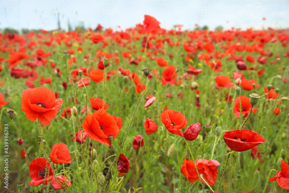 Beautiful poppy flowers in field