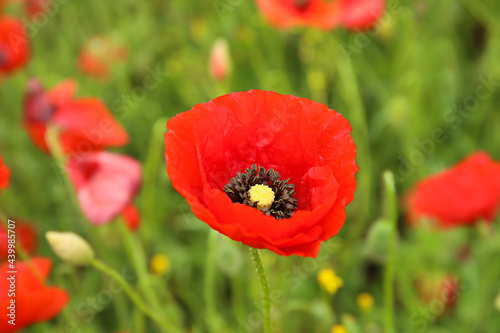 Beautiful poppy flower in field, closeup