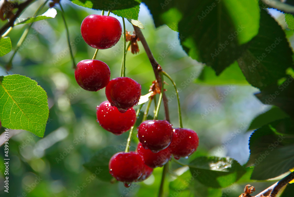 Ripe red cherries on a tree branch. Ripe red cherries on a tree branch.