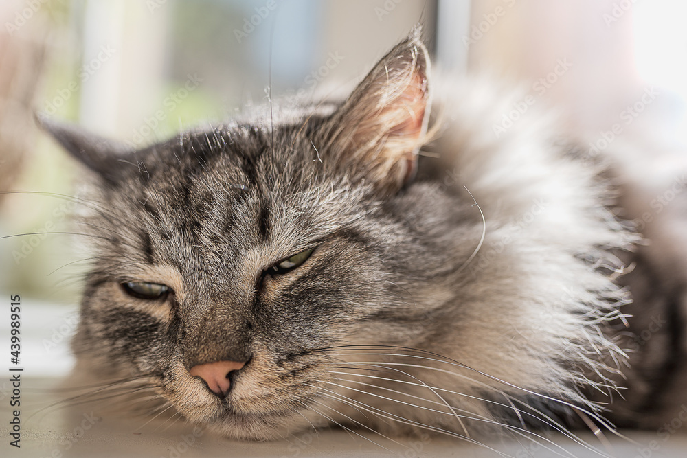 Fototapeta premium portrait of a cat