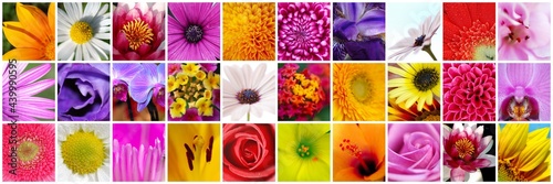 COLLAGE DE FLORES photo