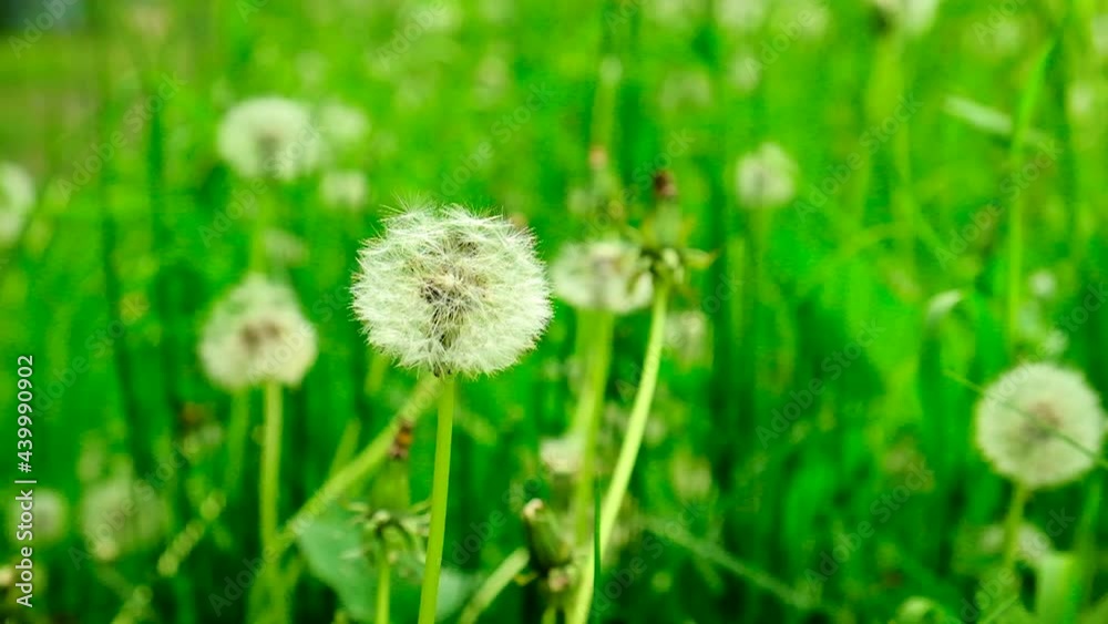 Dandelions grow on the lawn. Selective focus. Dandelions grow on the lawn. Selective focus.