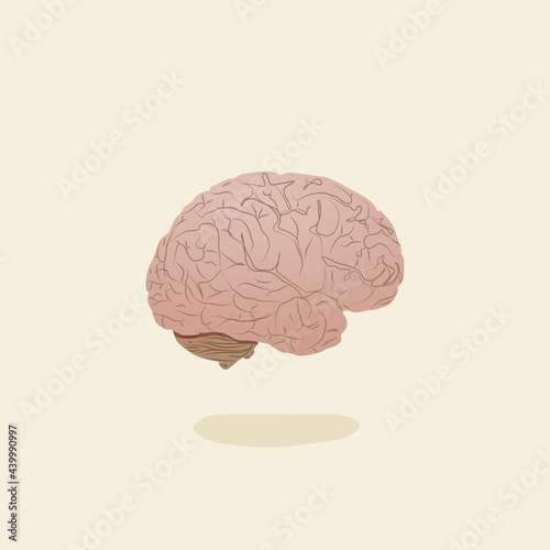 human brain illustration
