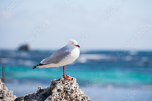 One legged seagull standing on a rock photo