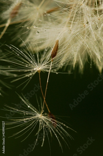 dandelion seeds with water drops macro background. Beautiful Gentle abstract natural backdrop. Selective focus. poster