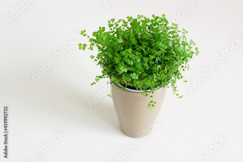 Home plant Soleirolia soleirolii, Irish moss in a pot on white background. copy space