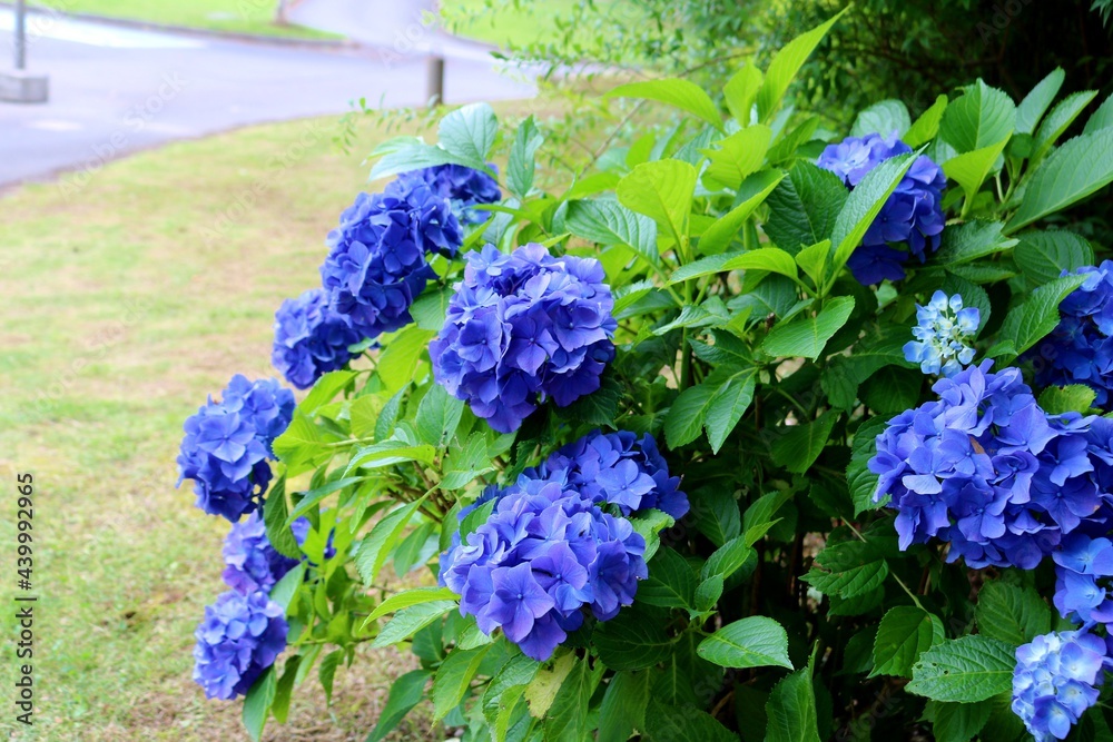 花 爽やかな紫陽花 梅雨時 風景 花 爽やかな紫陽花 梅雨時 風景