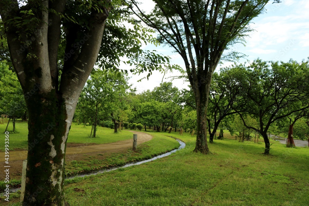 爽やかな散策路　初夏　風景