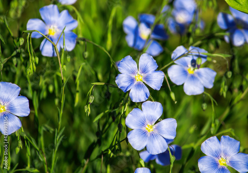 blooming bright blue flax in sunny weather in the field