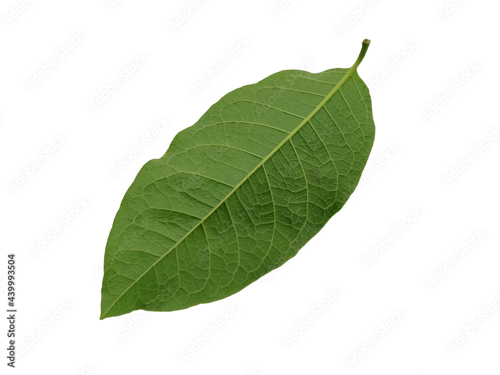 Green leaves,Purple Wreath leaves,(Petrea volubilis L.). isolated on white background. Green leaves,Purple Wreath leaves,(Petrea volubilis L.). isolated on white background.