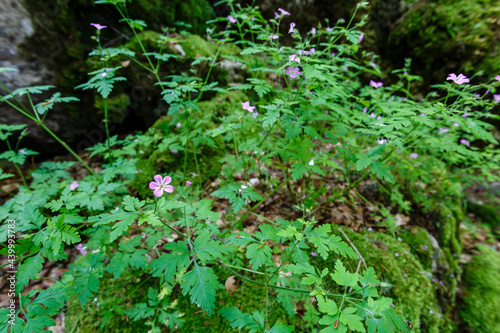Fototapeta Naklejka Na Ścianę i Meble -  Geranium robertianum. Plants with flowers of herb Robert.