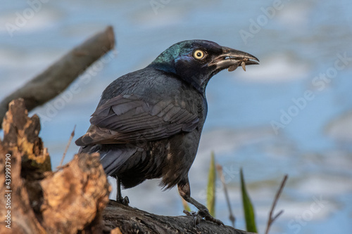 Common grackle feeding on insects along the Huron river