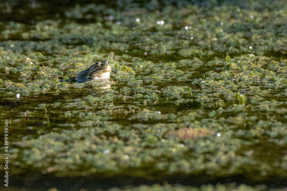 Northern green frog wadding in a pond Northern green frog wadding in a pond