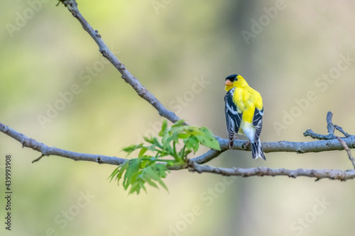 Wallpaper Mural Male American Goldfinch bird in Michigan - USA Torontodigital.ca