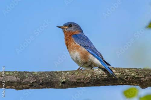 Male eastern bluebird in Michigan - USA photo