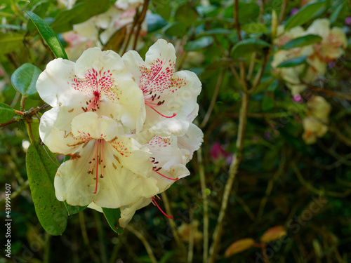 Closeup of delicate white Rhododendron fauriei flowersin sunlight photo