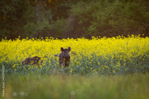 Wild boar ( Sus scrofa ) in wild nature walking in oilseed rape field.