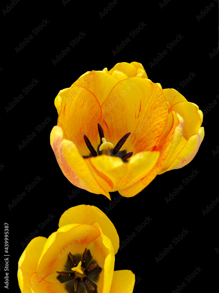 Yellow tulips close-up view isolated on black background Yellow tulips close-up view isolated on black background