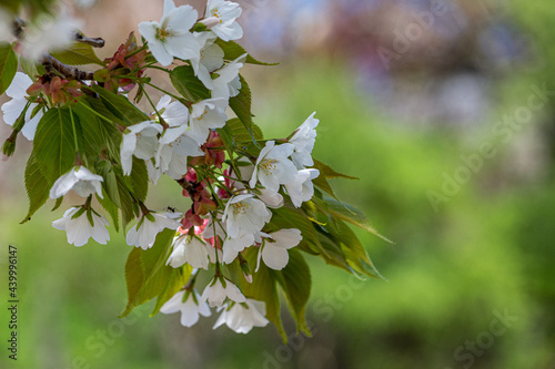 ひそかに咲く桜 photo