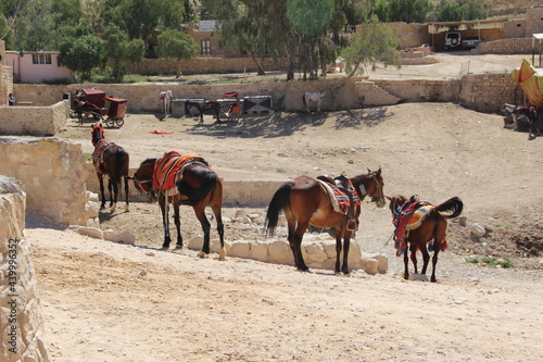Horses near the entrance to the historic site of Petra, Jordan.