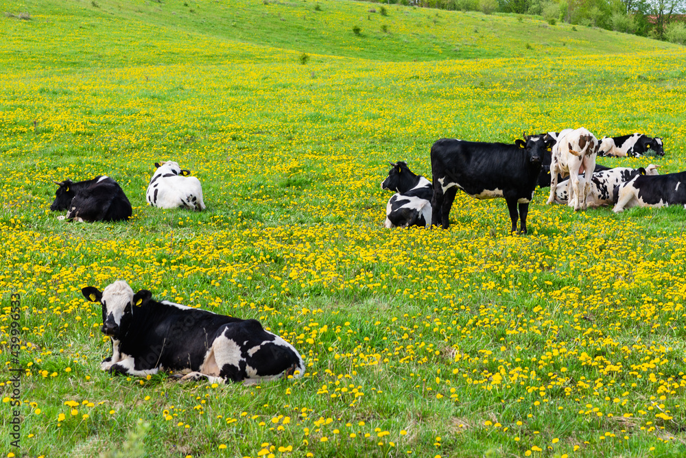 Black and white cows in a grassy field on a bright and sunny day. Cows lying on green grass.Rural farmer concept. Black and white cows in a grassy field on a bright and sunny day. Cows lying on green grass.Rural farmer concept.