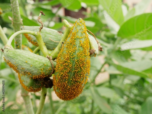 Many small insect pests Brown aphids cling to green leaves in the garden and damage them. © sainan