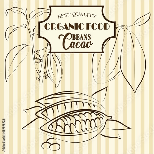 Organic food, Cacao beans. Vector illustration banner.