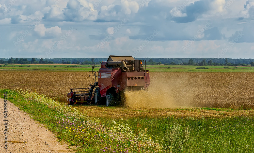 Obraz premium Harvesting in the Republic of Belarus in August 2019.