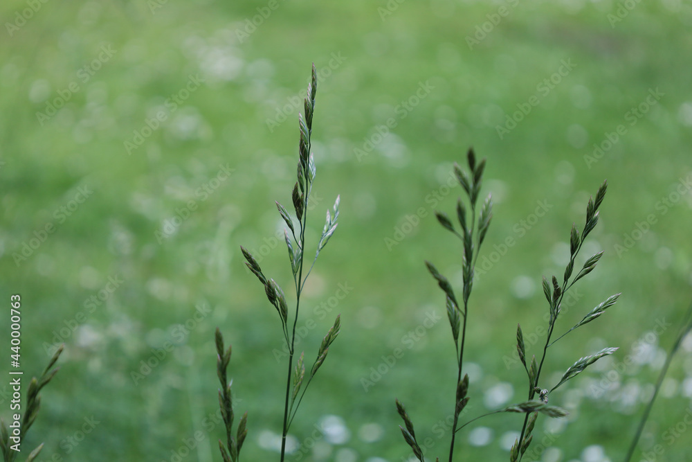 Bonn Germany June 2021 Close-up of flowering grass against green background in sunshine Bonn Germany June 2021 Close-up of flowering grass against green background in sunshine