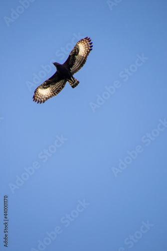 A long-crested eagle viewed from below isolated in clear blue sky in South Africa photo