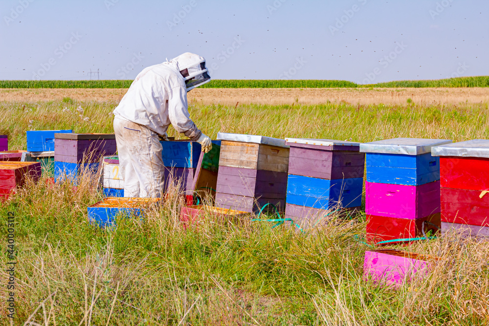 Apiarist, beekeeper is working in apiary, row of beehives, bee farm Apiarist, beekeeper is working in apiary, row of beehives, bee farm