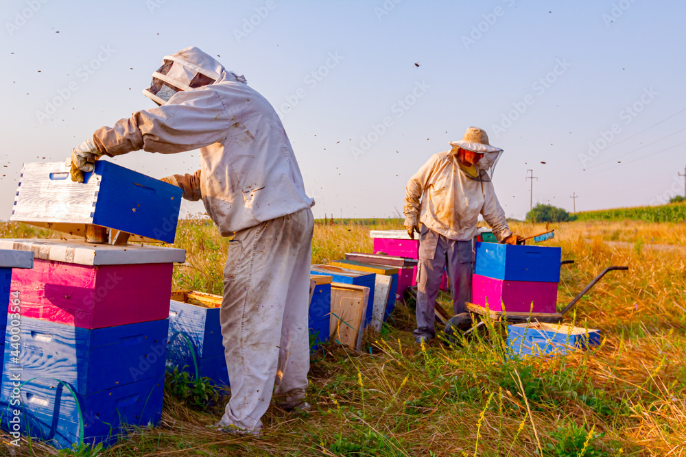 Two apiarists, beekeepers are harvesting honey, vintage